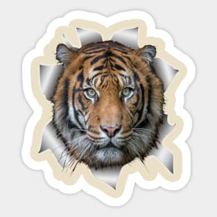 Wildlife Bengal-tiger Sticker